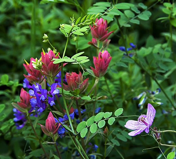 multi colored flowers